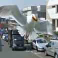 I personally think that this is the best Google Street View capture ever, even much better than the "<a href="http://www.techxav.com/2010/01/04/street-view-prostitutes/">Old Dude Caught Picking Up Prostitues</a>". Well, is this beautiful white bird, which resembles the seagulls in Pixar's Finding Nemo, heading for KFC?

You can view the original street view image over at <a href="http://maps.google.co.uk/maps?f=q&source=embed&hl=en&geocode=&q=&sll=50.823577,-0.133577&sspn=0.00122,0.002304&ie=UTF8&hq=&hnear=&layer=c&cbll=50.823577,-0.133578&panoid=bZ_zx1I3Jno2dGPdkkVZjg&cbp=12,214.92,,1,1.3&ll=50.823492,-0.133638&spn=0,359.982319&t=h&z=16">Google</a>.